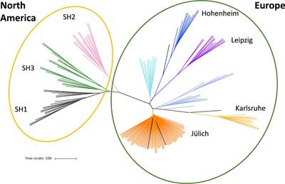 Cell wall composition and biomass saccharification potential of Sida hermaphrodita differ between genetically distant accessions